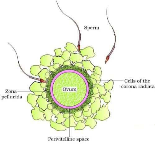Human Reproduction Class 12
