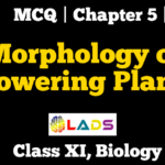 MCQ Of Morphology of Flowering Plants
