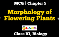 MCQ Of Morphology of Flowering Plants