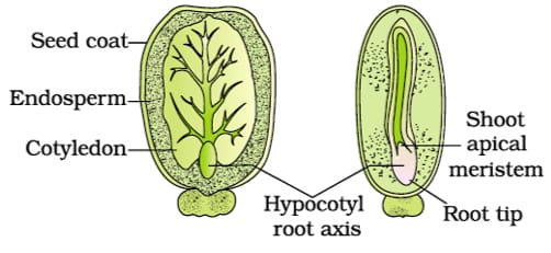 Sexual Reproduction in Flowering Plants 