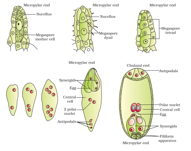 Sexual Reproduction in Flowering Plants 