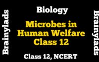 Microbes in Human Welfare Class 12