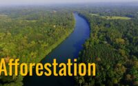 Essay on Conservation of Forest