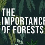 Essay on Importance of Forest